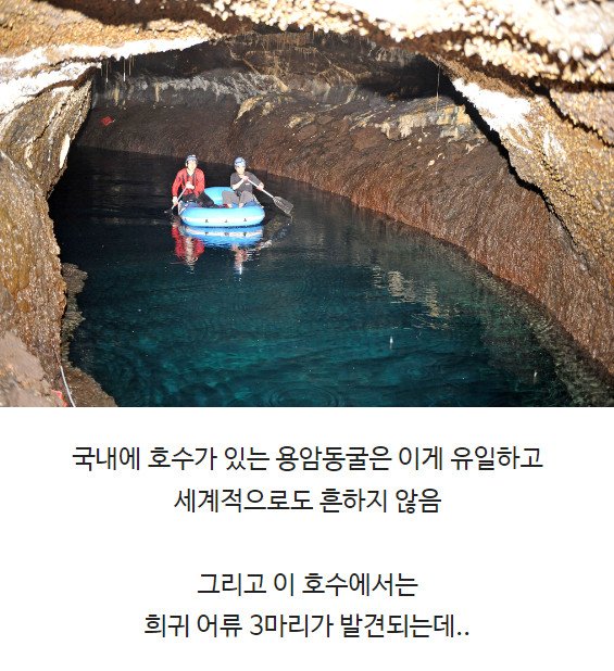 전신주 교체하다 발견한 역대급 동굴과 희귀종 물고기