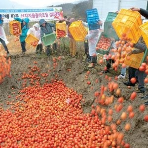 한국에서 과일이 비싼 가장 큰 이유