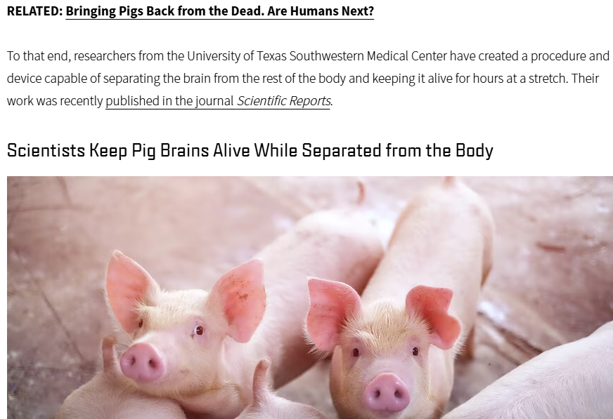 돼지 뇌, 몸에서 분리된 채 5시간 동안 생존