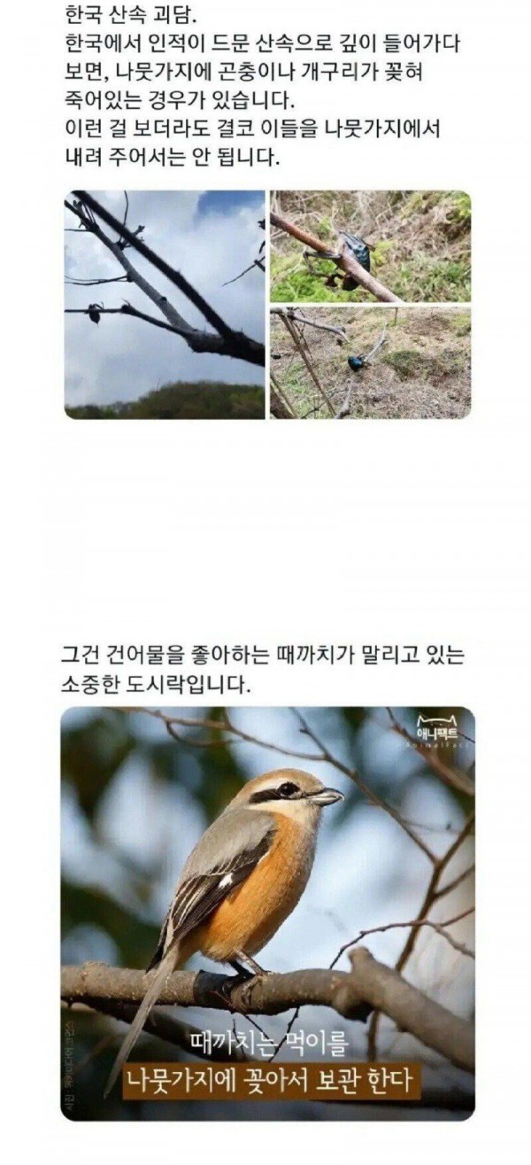 한국 산속에서 나무에 꽂힌 사체를 조심해야하는 이유