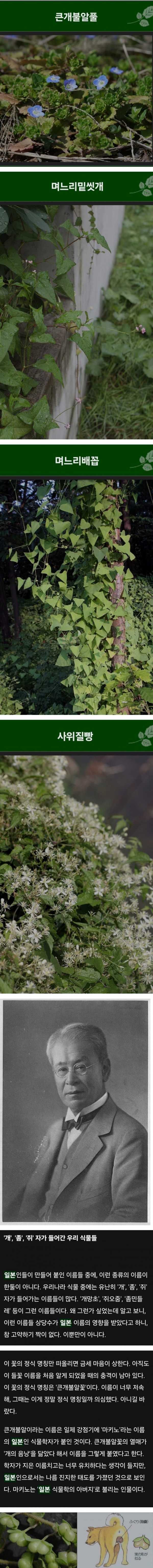 한국 식물들 중 천박한 이름이 많은 이유