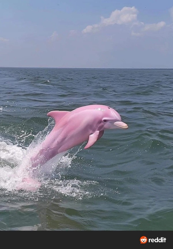 노스캐롤라이나에서 발견된 분홍 돌고래 
