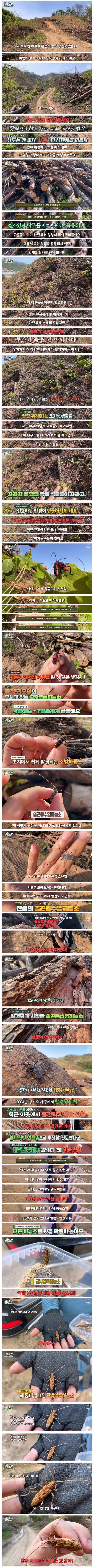 산불 때문에 벌목한 산에서 16년만에 발견된 곤충 