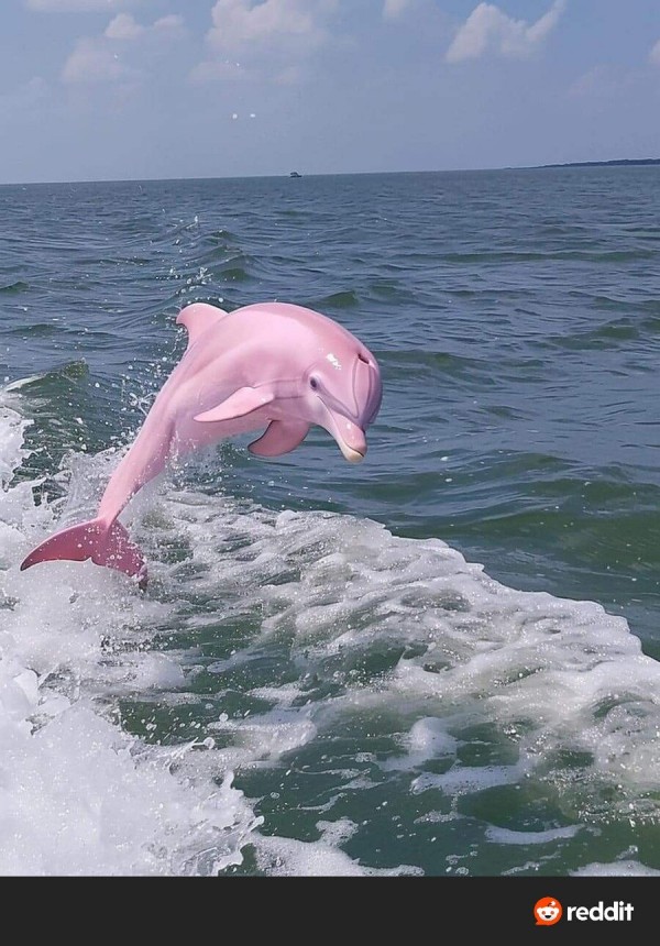 노스캐롤라이나에서 발견된 분홍 돌고래 