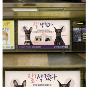 image.png 소름돋는 강아지 성형 광고.jpg