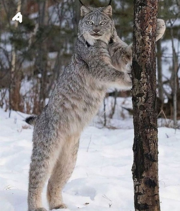 캐나다에 나타난 멸종위기종 거대고양이 