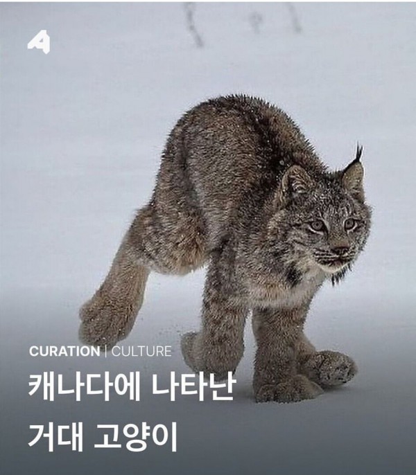 캐나다에 나타난 멸종위기종 거대고양이 