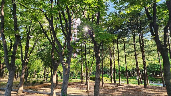 여름에 산책하기 좋은 서울의 공원들