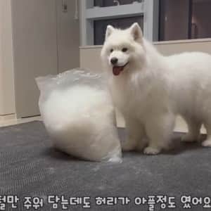 사모예드 한마리에서 나온 털 수준
