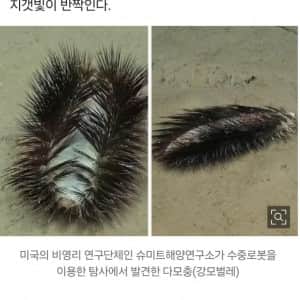 해저 900m에서 발견된 심해생명체