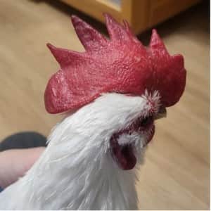 핸드 크림을 닭벼슬에 발라준 결과