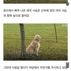 자신을 구해준 강아지를 찾아온 아기 사슴