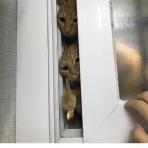 캣맘이 싫어하는 것  