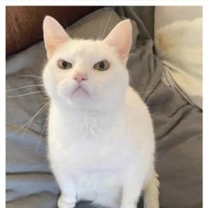 말 안듣는 고양이 훈육법 논란