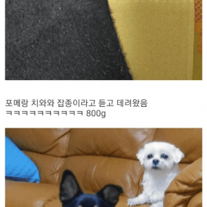 개 분양 사기 당한 멍멍이 갤러