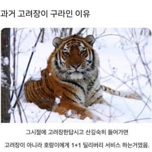 과거 고려장이 구라인 이유