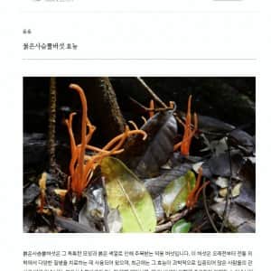 의외로 무섭다는 붉은사슴뿔버섯의 효능