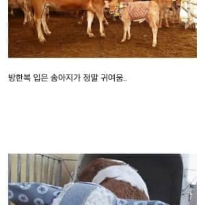 한국 송아지들이 추운 겨울을 이겨내는 방법