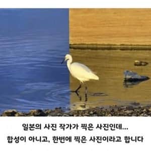 한 번에 절대 이해 못 하는 사진