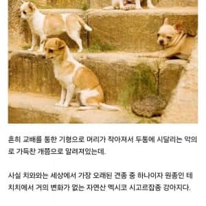 의외로 인간 잘못이 아니었던 견종 