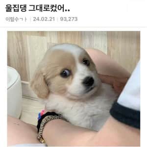 어릴 때 모습 그대로 성장한 강아지 