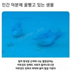 인간 덕분에 꿀빨고 있는 생물 