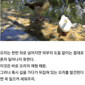 오리가 뒤집어 졌을때 도와줘야함