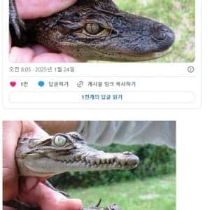 악어 생김새로 구별하는 방법