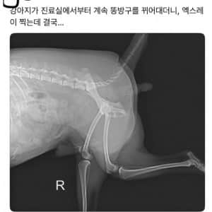 강아지 동물병원 대참사