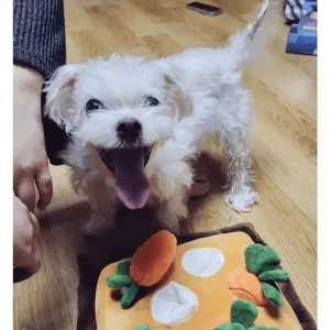 강아지 노즈워크 잘못하면 큰일난다