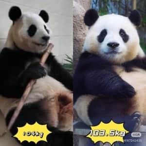 중국 간 푸바오 충격적인 근황