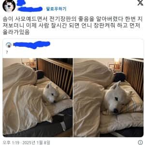 전기장판에 맛들여버린 사모예드 