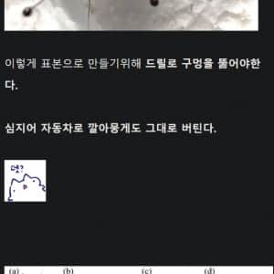 악마의 철갑 딱정벌레