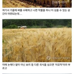 이모작과 이기작 벼농사의 차이점