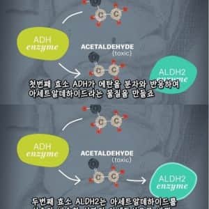 술 마시고 빨개지면 술 마시면 안되는 이유