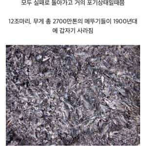 지도자를 잘못 뽑아서 멸종한 생물