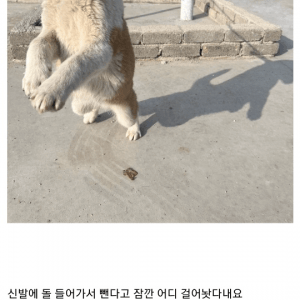 할머니집 시골개 산책시켜준 인스티즈녀