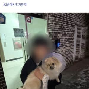 (혐주의) 부부싸움 중 강아지 창문으로 던짐