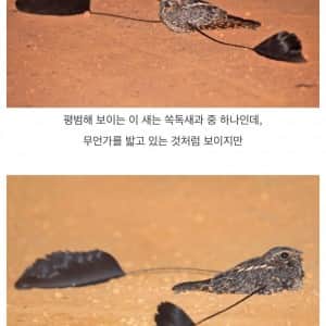 이상한 날개를 가진 쏙독새 