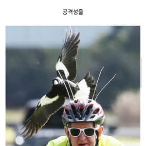 호주가서 성격 드러워진 까치들