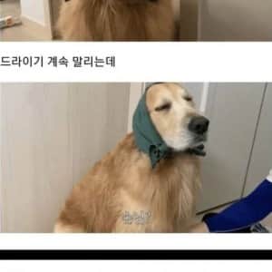 골댕이 건조시키는 방법