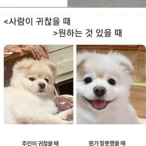 집에 강아지 키우면 다 안다는 표정 