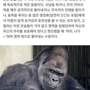 엄청 강하지만 위험하지 않다는 동물