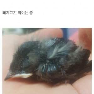 안흔한 디씨인의 새줍 후기