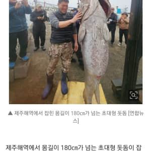 제주서 잡힌 183cm 초대형 돗돔