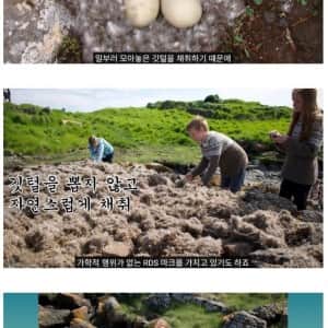 두바이 호텔 침구로 사용한다는 오리털이 비싼 이유