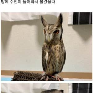 부엉이 키우면 볼 수 있는 장면