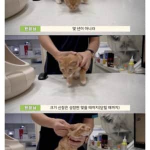 수의사가 말하는 고양이 성장에 대한 비밀