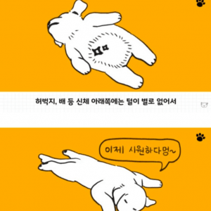 강아지 수면 자세의 비밀