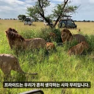 남편과 자식을 죽인 수컷에게 발정하는 암컷 사자들 